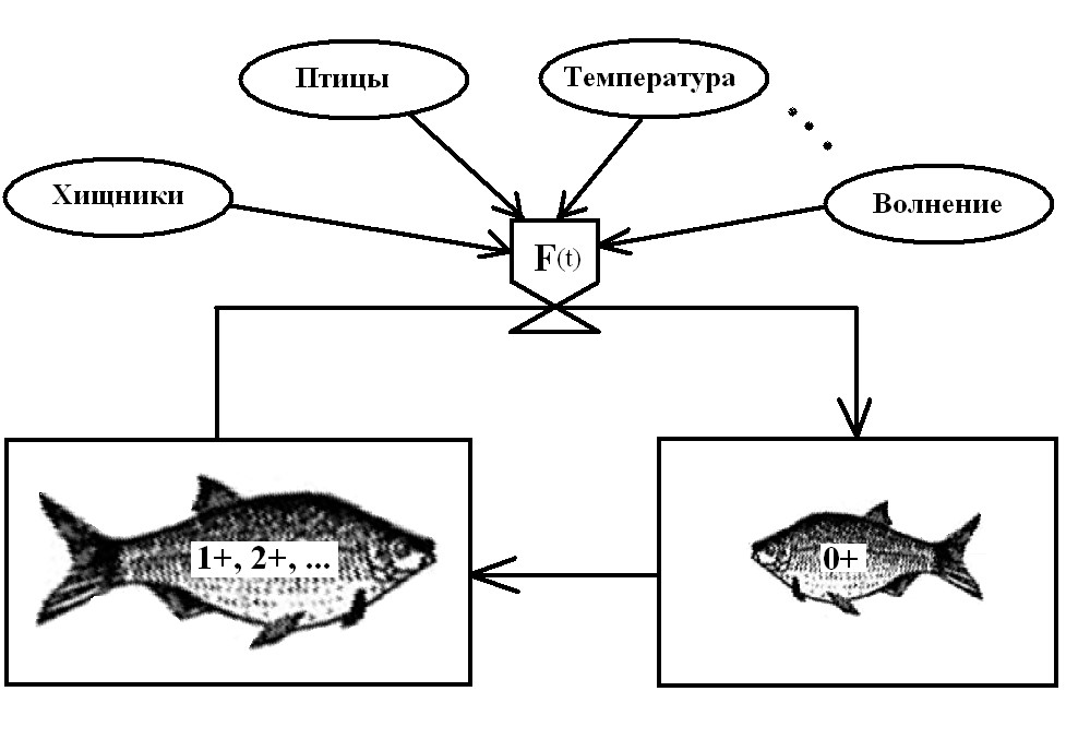 Рис. 3. Феноменологическая картина развития лигулеза рыб